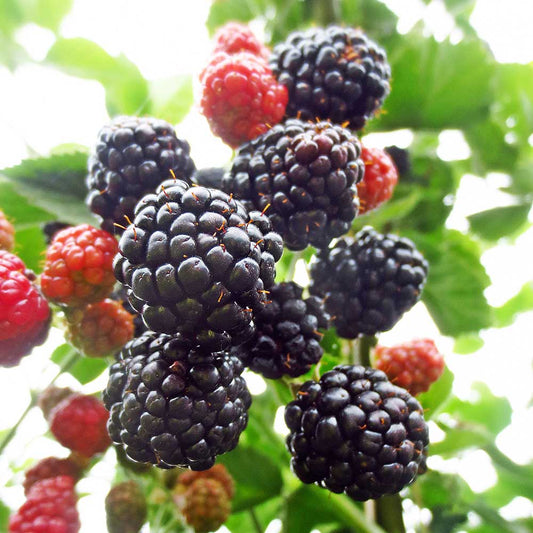 Blackberry Adrienne (Rubus fruticosus) Fruit Bush 3ltr Pot Fruit