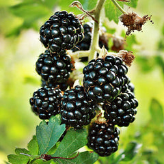 Blackberry Loch Ness (Rubus fruticosus) Fruit Bush 3ltr Pot Fruit