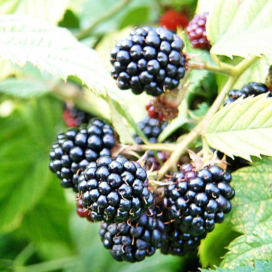 Blackberry Merton Thornless (Rubus Fruticosus) Fruit Bush 3ltr Pot Fruit