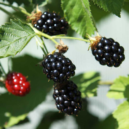 Blackberry Navaho (Rubus fruticosus) Fruit Bush 3ltr Pot Fruit