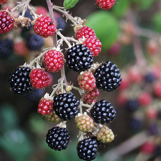 Blackberry Oregon Thornless (Rubus fruticosus) Fruit Bush 3ltr Pot Fruit