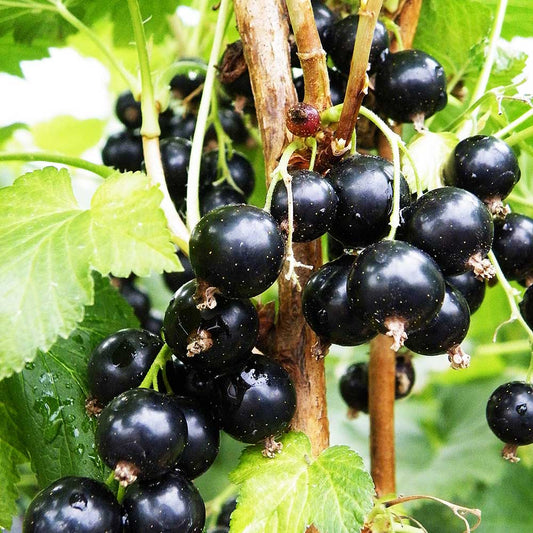 Blackcurrant Baldwin (Ribes Nigrum) Fruit Bush 3ltr Pot Fruit