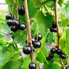 Blackcurrant Ben Hope (Ribes Nigrum) Fruit Bush 3ltr Pot Fruit
