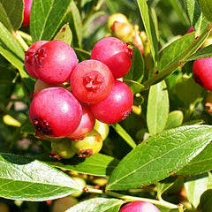 Blueberry Pink Lemonade (Vaccinium ashei) Fruit Bush 3ltr Pot Fruit