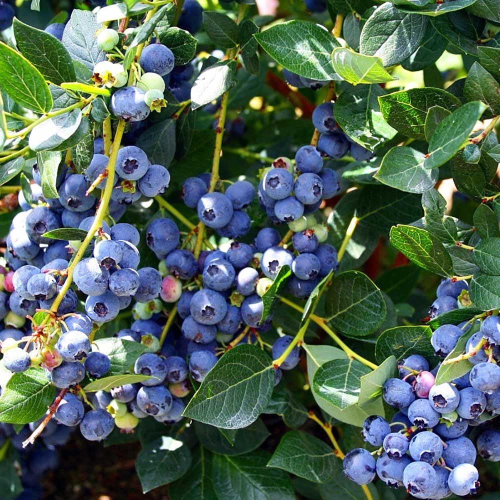 Blueberry Top Hat (Vaccinium Corymbosum) Fruit Bush 3ltr Pot Fruit