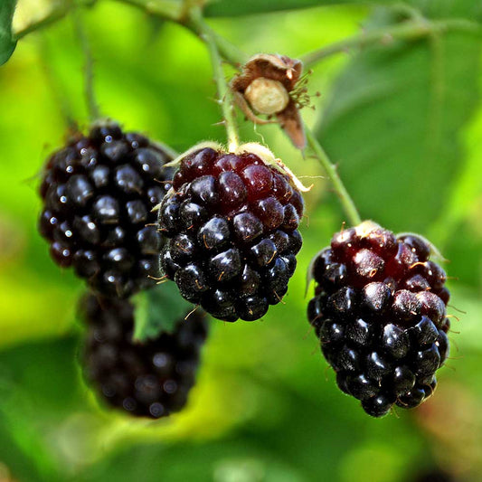 Boysenberry (Rubus ursinus x idaeus) Fruit Bush 3ltr Pot Fruit