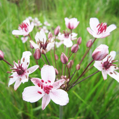 Butomus Umbellatus Aquatic Pond Plant - Flowering Rush Aquatic Plants