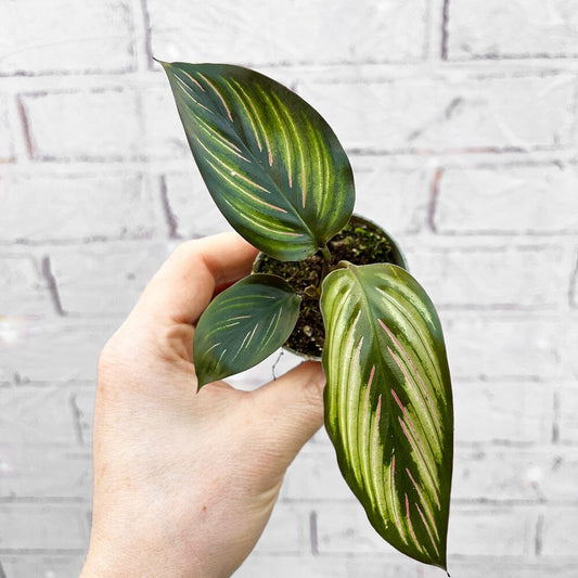 Calathea Beautystar Prayer House Plant 6cm Pot House Plant