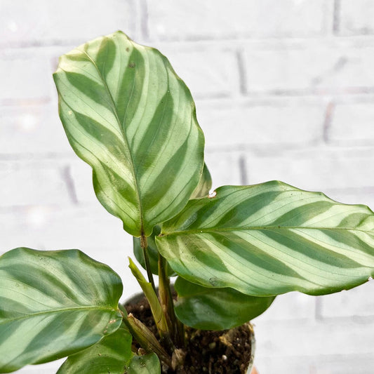 Calathea Freddie Prayer Plant House Plant 6cm Pot House Plant