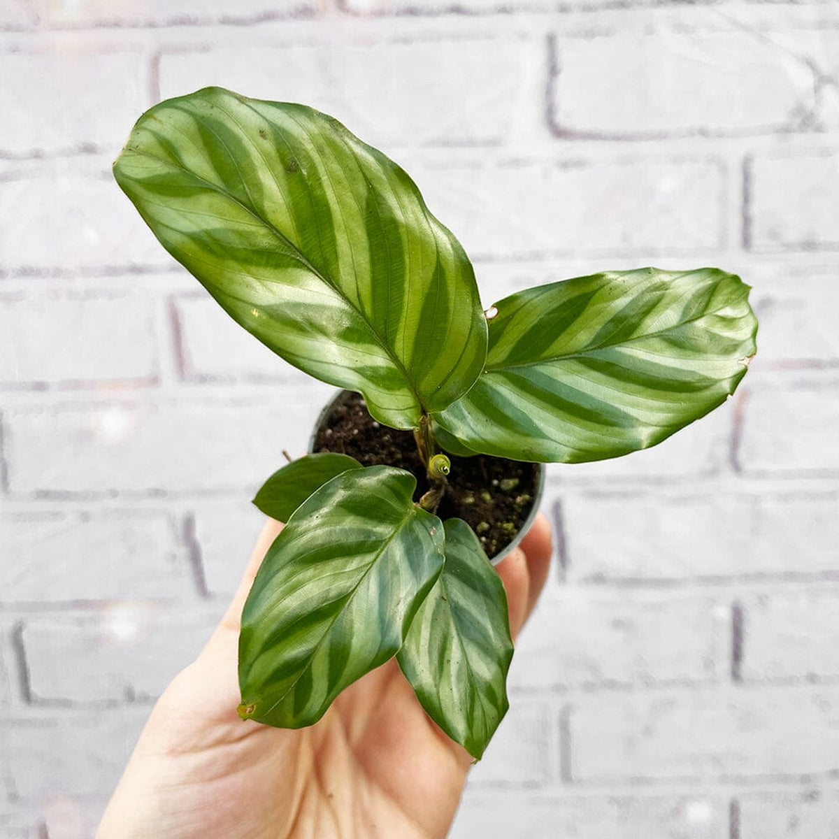 Calathea Freddie Prayer Plant House Plant 6cm Pot House Plant