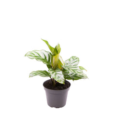 Calathea Freddie Prayer Plant House Plant 6cm Pot Potted Houseplants