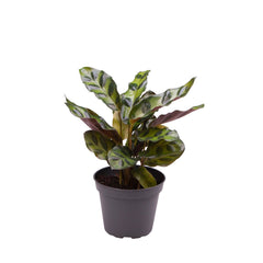 Calathea Lancifolia Prayer Plant House Plant 6cm Pot Potted Houseplants