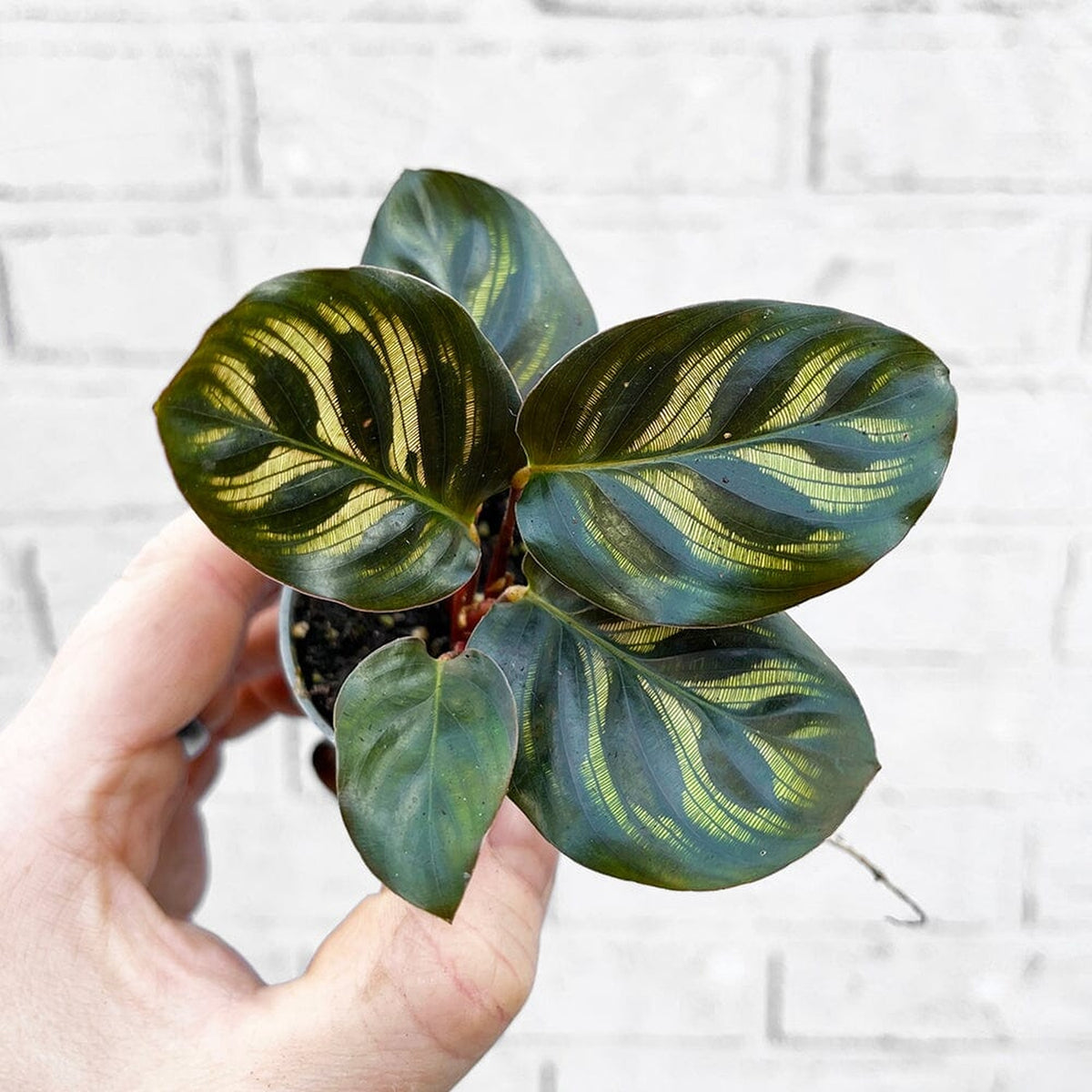 Calathea Makoyana Prayer Plant House Plant 6cm Pot House Plant