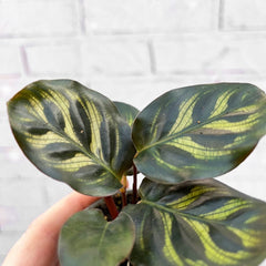 Calathea Makoyana Prayer Plant House Plant 6cm Pot House Plant