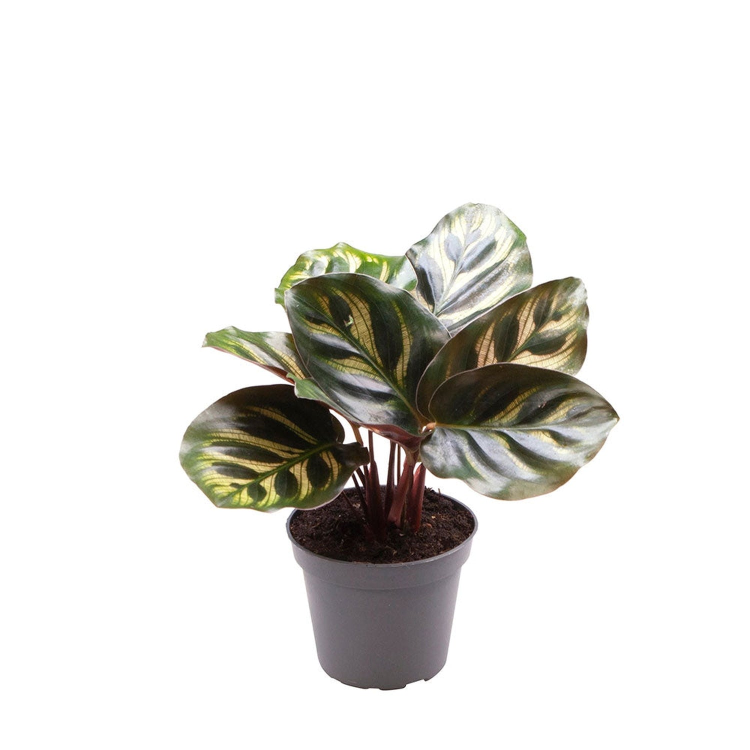 Calathea Makoyana Prayer Plant House Plant 6cm Pot Potted Houseplants