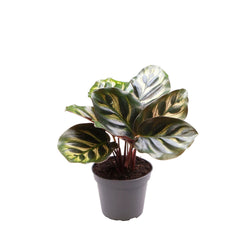 Calathea Makoyana Prayer Plant House Plant 6cm Pot Potted Houseplants