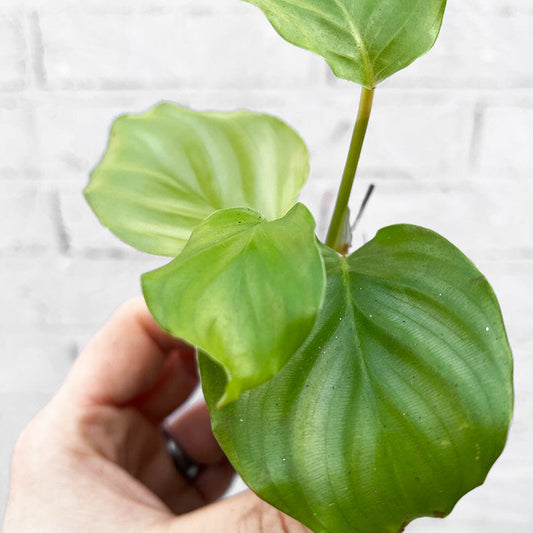 Calathea Orbifolia Prayer Plant House Plant 6cm Pot House Plant