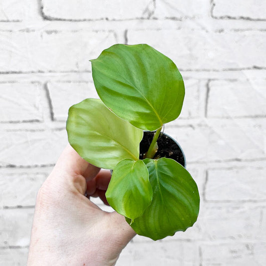 Calathea Orbifolia Prayer Plant House Plant 6cm Pot House Plant