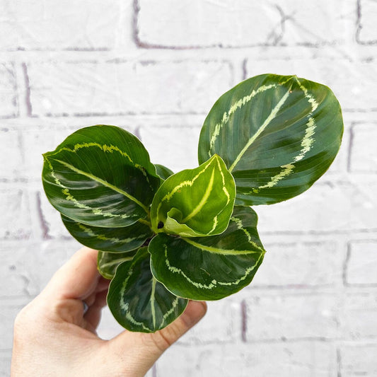 Calathea Roseopicta Green Prayer Plant House Plant 6cm Pot House Plant