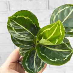 Calathea Roseopicta Green Prayer Plant House Plant 6cm Pot House Plant