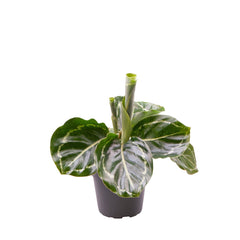 Calathea Roseopicta Green Prayer Plant House Plant 6cm Pot Potted Houseplants