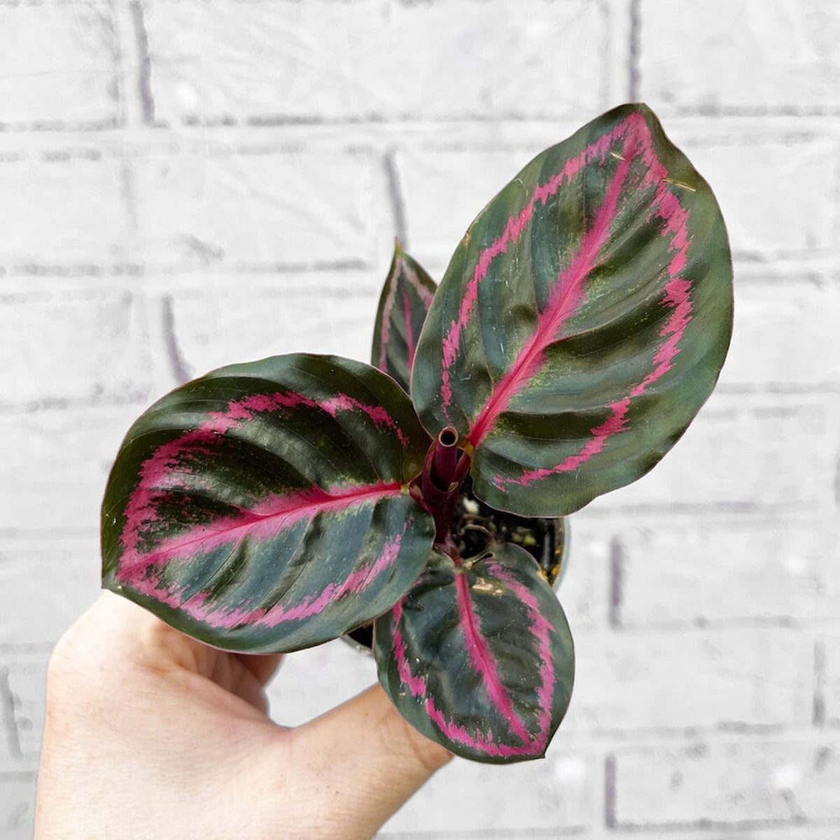 Calathea Roseopicta Illustrious Prayer Plant House Plant 6cm Pot House Plant