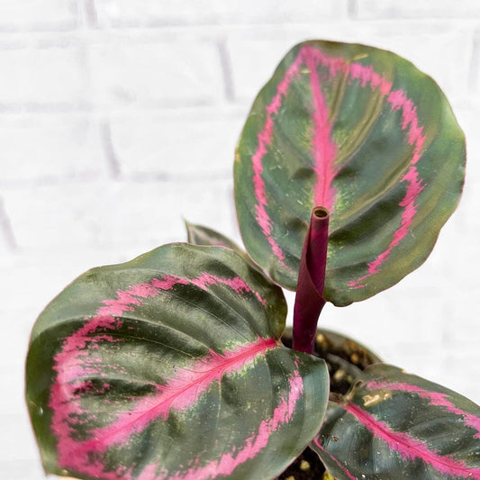 Calathea Roseopicta Illustrious Prayer Plant House Plant 6cm Pot House Plant