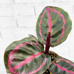 Calathea Roseopicta Illustrious Prayer Plant House Plant 6cm Pot House Plant