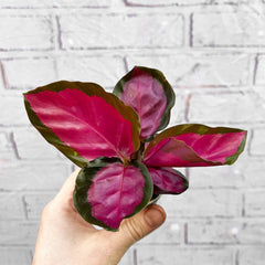 Calathea Roseopicta Rosey Prayer Plant House Plant 6cm Pot House Plant