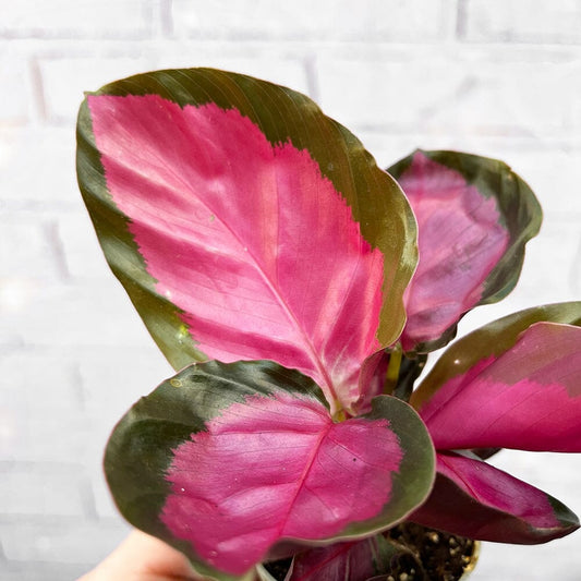 Calathea Roseopicta Rosey Prayer Plant House Plant 6cm Pot House Plant