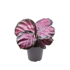 Calathea Roseopicta Rosey Prayer Plant House Plant 6cm Pot Potted Houseplants