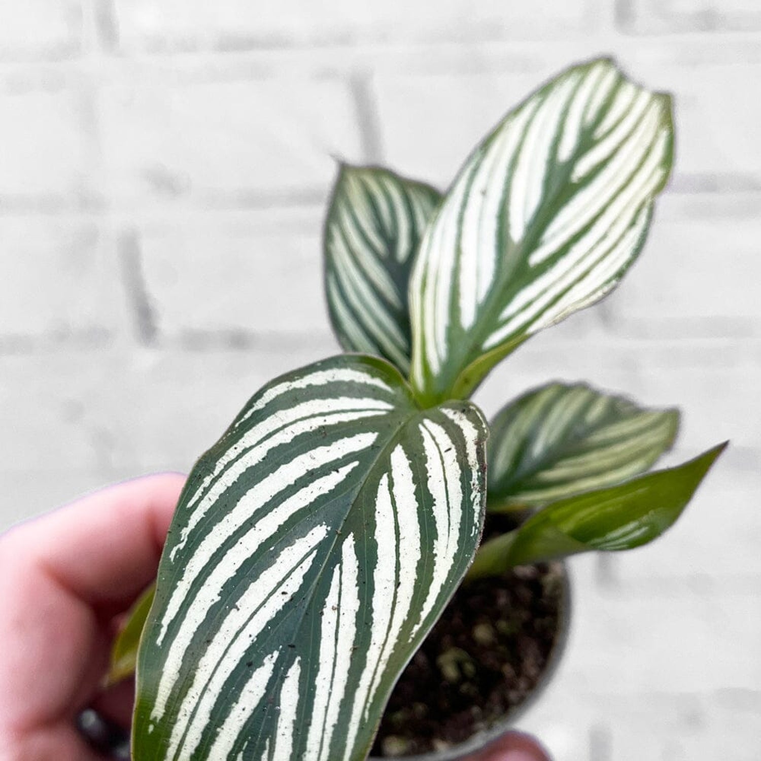 Calathea Vittata Prayer House Plant 6cm Pot House Plant