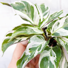 Calathea White Fusion Prayer Plant House Plant 6cm Pot House Plant