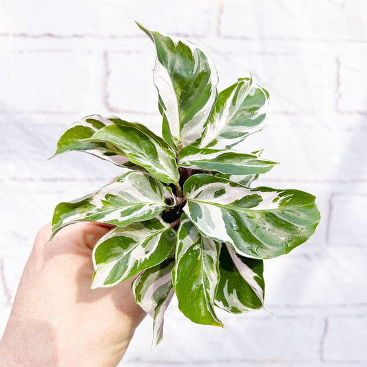 Calathea White Fusion Prayer Plant House Plant 6cm Pot House Plant