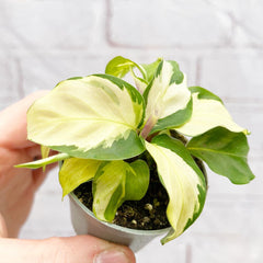 Calathea Yellow Fusion Prayer Plant House Plant 6cm Pot House Plant