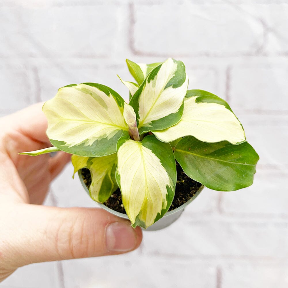 Calathea Yellow Fusion Prayer Plant House Plant 6cm Pot House Plant