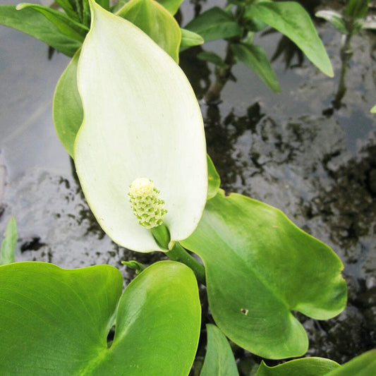 Calla Palustris Aquatic Pond Plant - Bog Arum Aquatic Plants