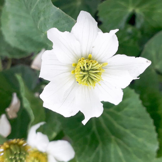 Caltha Leptosepala Aquatic Pond Plant - Marsh Marigold Aquatic Plants