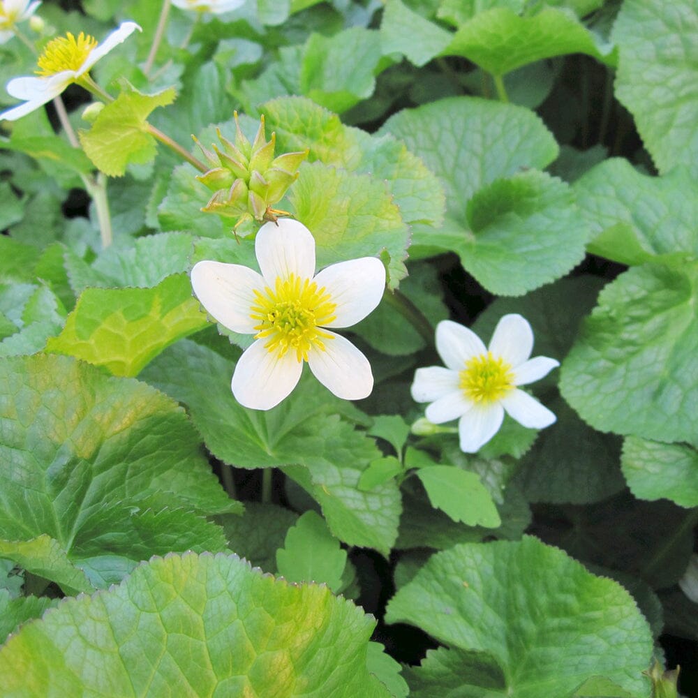 Caltha Palustris Alba Aquatic Pond Plant - White Marsh Marigold Aquatic Plants