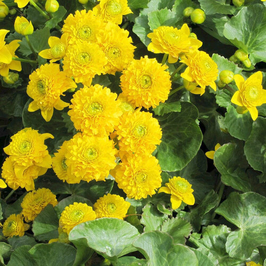 Caltha Palustris Plena Aquatic Pond Plant - Double Marsh Marigold Aquatic Plants