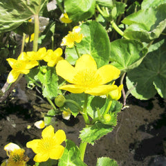 Caltha Palustris Polypetala Aquatic Pond Plant - Giant King Cup Aquatic Plants