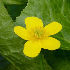 Caltha Palustris Polypetala Aquatic Pond Plant - Giant King Cup Aquatic Plants