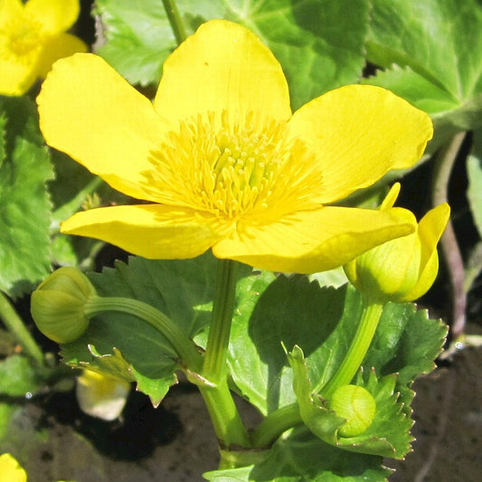 Caltha Palustris Polypetala Aquatic Pond Plant - Giant King Cup Aquatic Plants