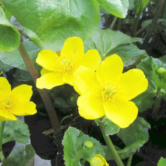 Caltha Palustris Polypetala Aquatic Pond Plant - Giant King Cup Aquatic Plants