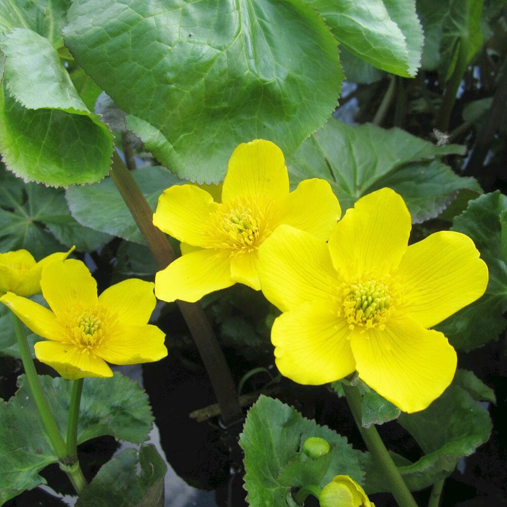 Caltha Palustris Polypetala Aquatic Pond Plant - Giant King Cup Aquatic Plants