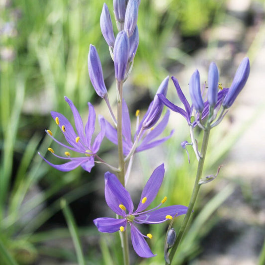 Camassia Esculenta Quamash Aquatic Pond Plant - Common Cammas Lily Aquatic Plants