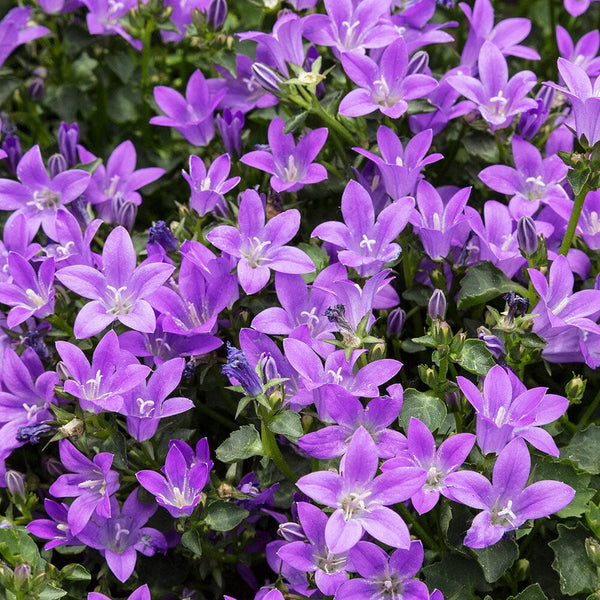 Campanula Garganica Major 2L Perennial Plant – Plants For All Seasons