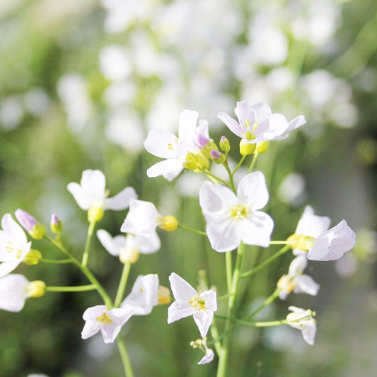 Cardamine Pratensis Aquatic Pond Plant - Cuckoo Flower Aquatic Plants