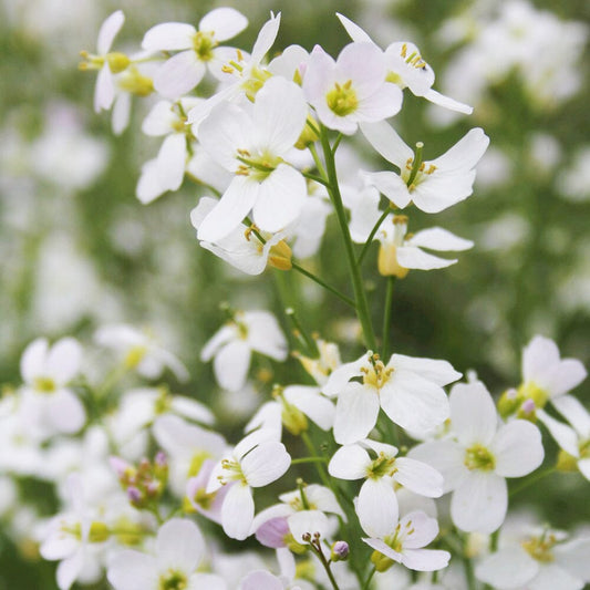 Cardamine Pratensis Aquatic Pond Plant - Cuckoo Flower Aquatic Plants