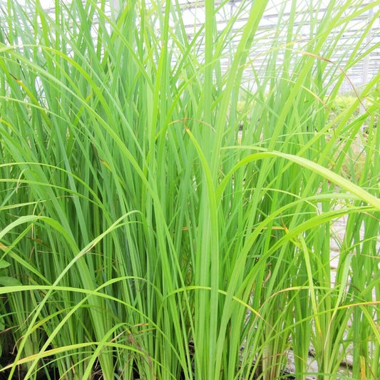 Carex Acuta Aquatic Pond Plant - Slender Tufted Sedge Aquatic Plants